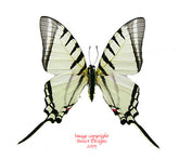 Eurytides agesilaus (Peru) A2